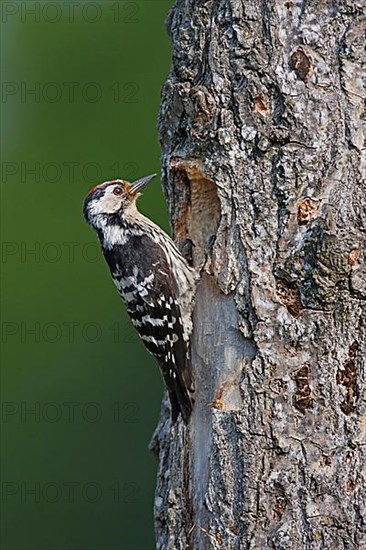 Lesser Spotted Woodpecker