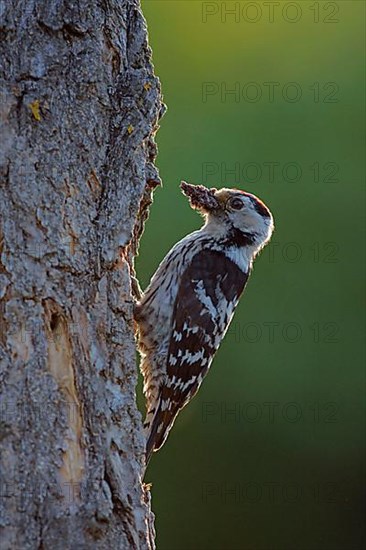 Lesser Spotted Woodpecker