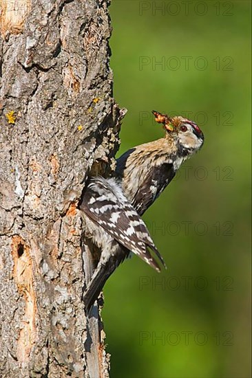 Lesser Spotted Woodpecker