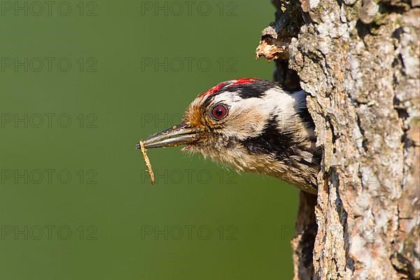 Lesser Spotted Woodpecker