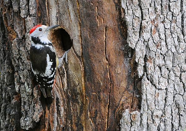 Middle spotted woodpecker