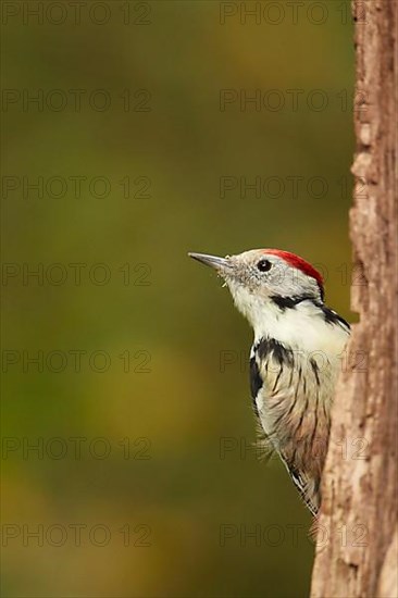 Adult middle spotted woodpecker