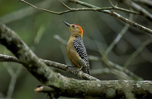 Red-crowned woodpecker