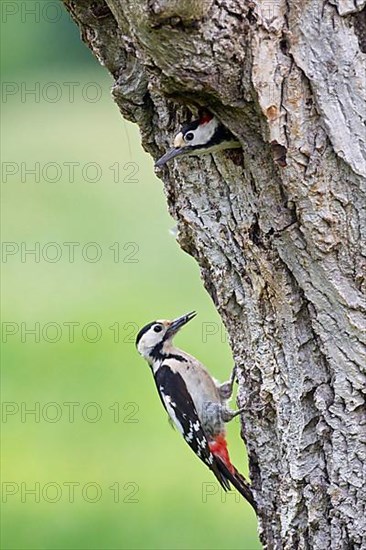 Syrian Woodpecker