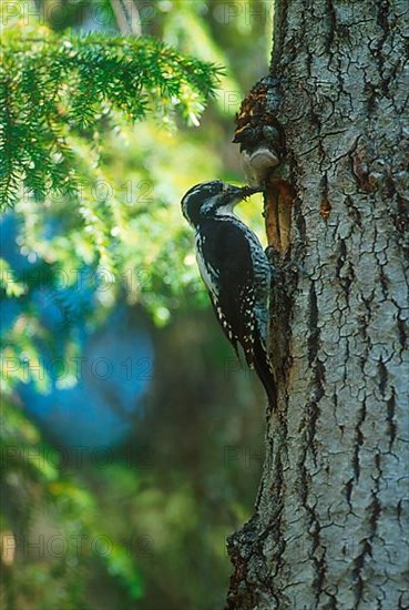 Three-toed woodpeckers