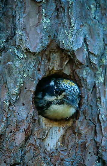 Three-toed woodpeckers