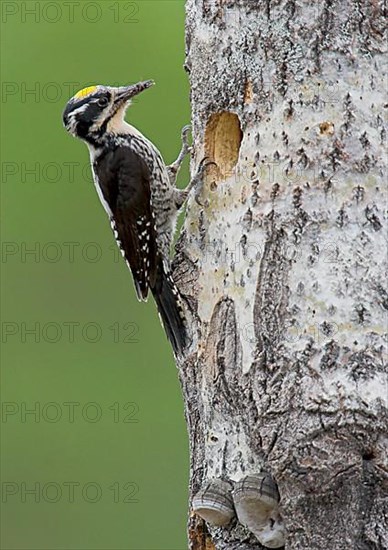 Three-toed woodpecker