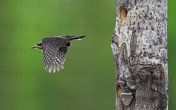 Three-toed woodpecker