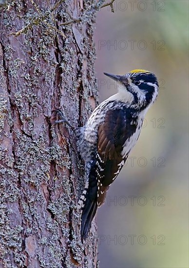 Three-toed woodpeckers