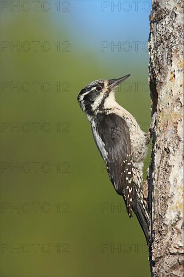 Three-toed woodpeckers