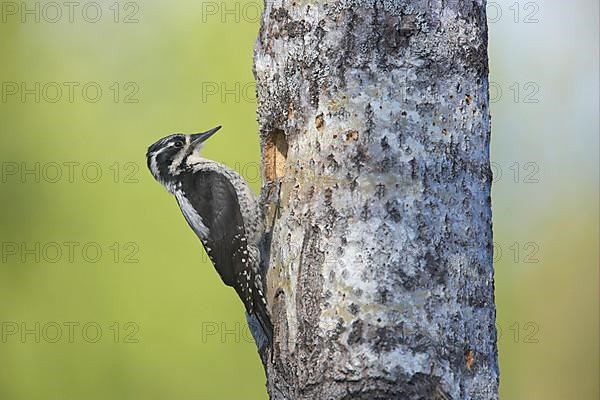 Three-toed woodpeckers