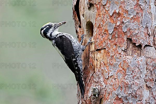 Three-toed woodpecker