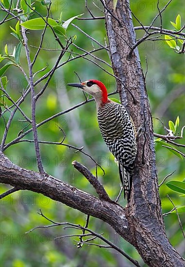 West Indian woodpecker