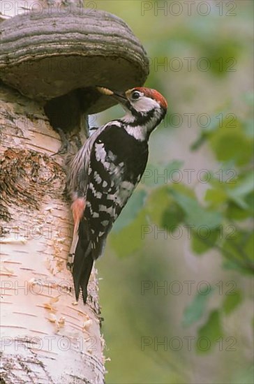 White-backed Woodpecker