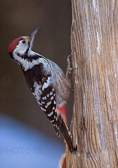 White-backed Woodpecker