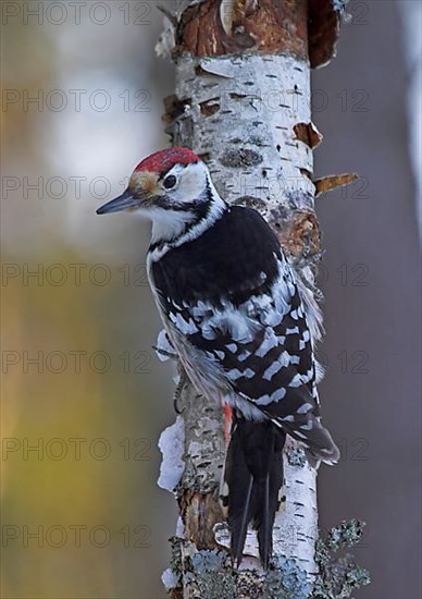 White-backed Woodpecker