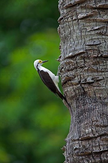 Adult white woodpecker