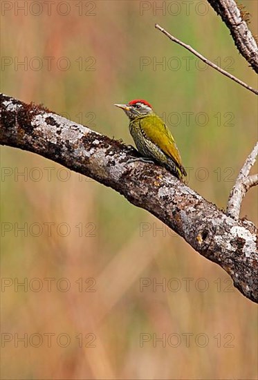 Streak-throated woodpecker