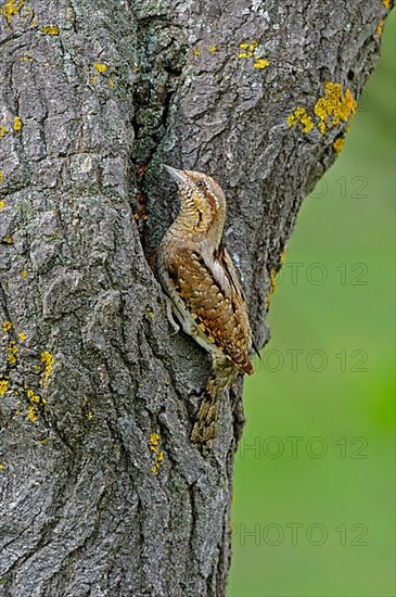 Eurasian eurasian wryneck