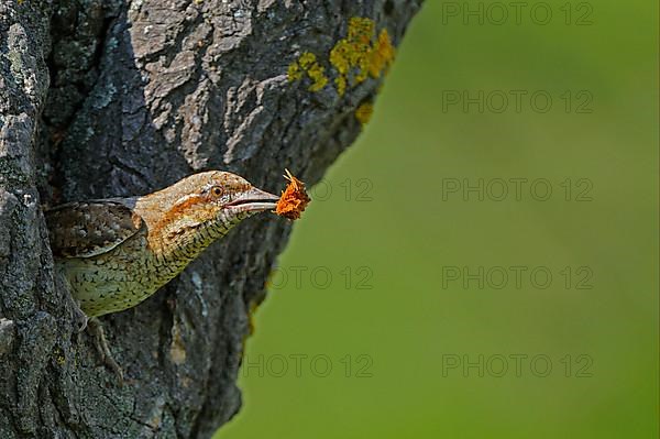 Eurasian eurasian wryneck