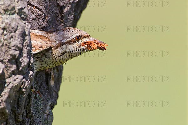 Eurasian Wryneck