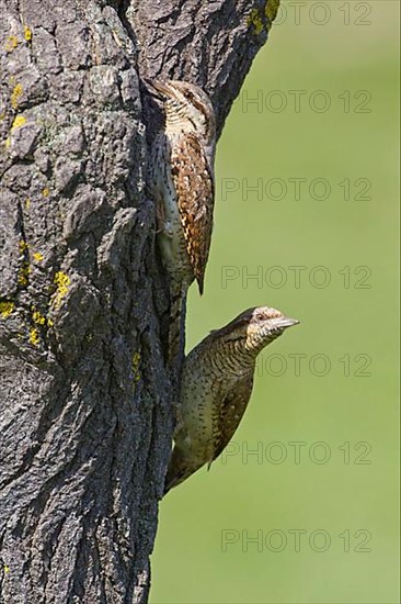 Eurasian Wryneck