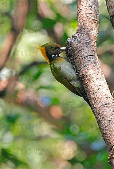 Greater greater yellownape