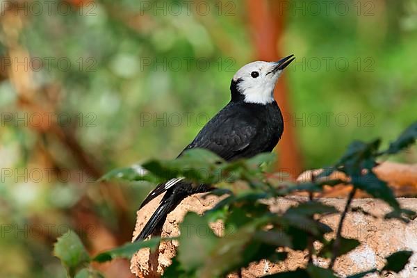 White-headed woodpecker