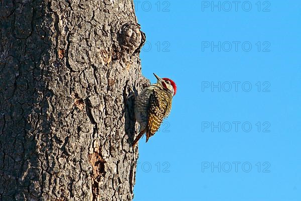 Bennett's woodpecker