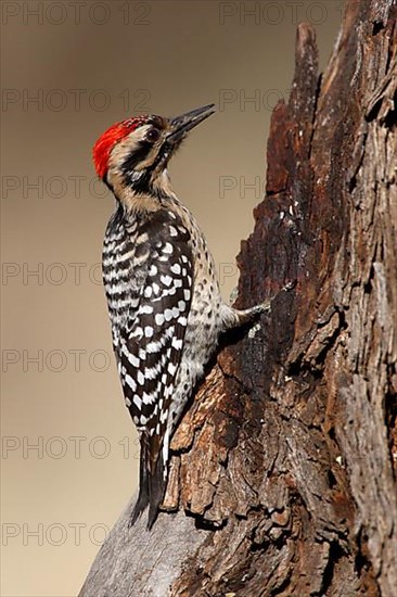 Ladder-backed woodpecker