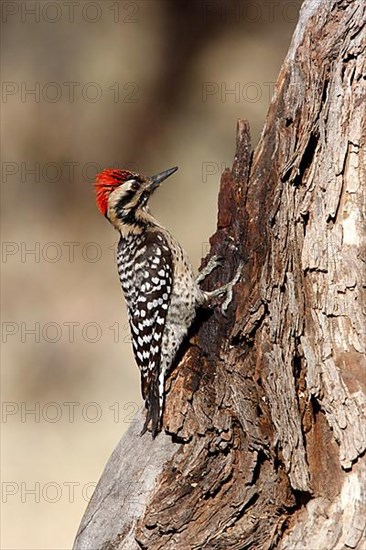 Ladder-backed woodpecker