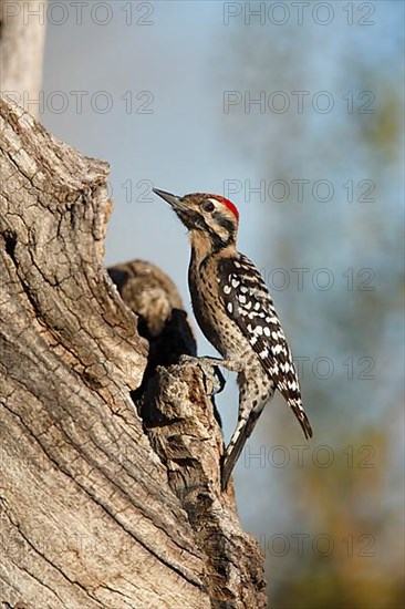 Ladder-backed woodpecker