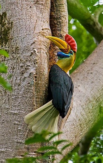 Knobbed hornbill