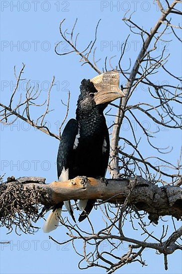 Grey-cheeked Hornbill