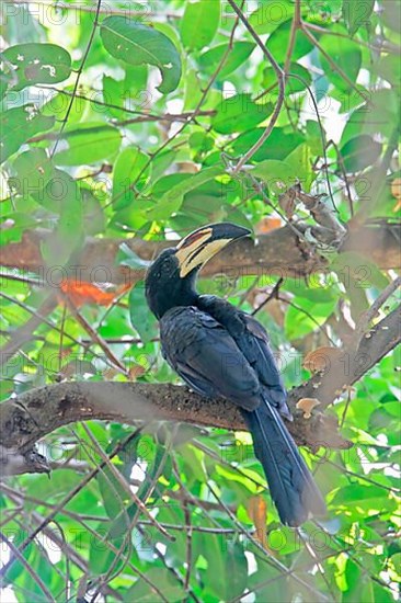 African Pied Hornbill