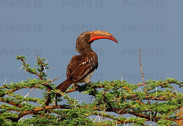 Hemprich's hemprich's hornbill