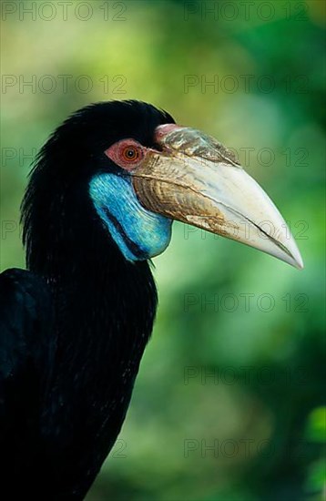 Wreathed Hornbill