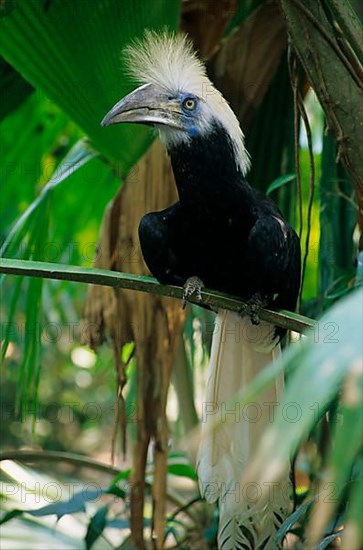 Buceros comatus