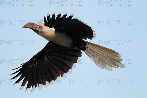 White-crowned Hornbill