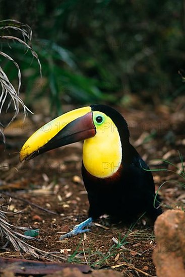 Chestnut Mandibou Toucan