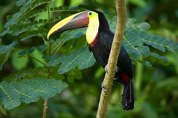 Adult chestnut-mantled toucan