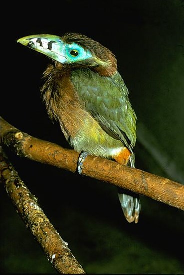 Spot-billed Toucanet