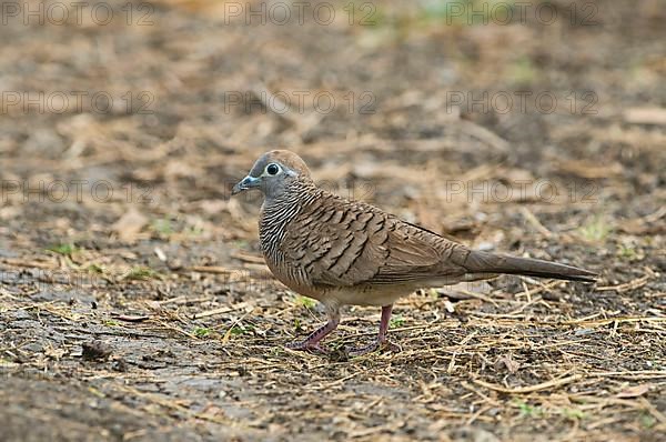 Zebra dove