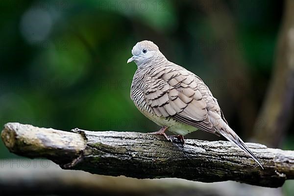 Zebra dove