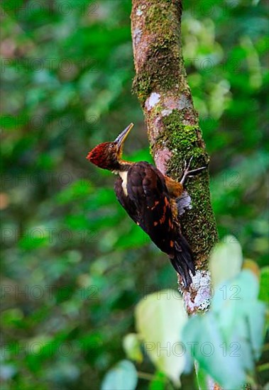 Orange-backed Woodpecker