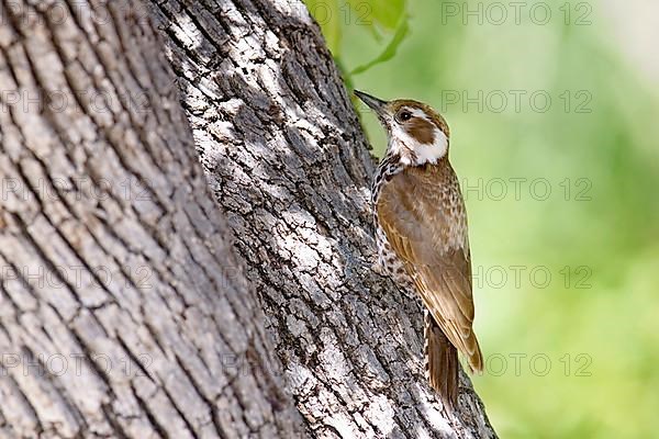 Arizona Woodpecker