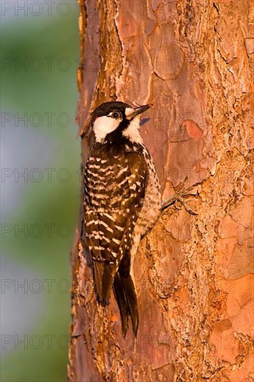 Red-cockaded Woodpecker