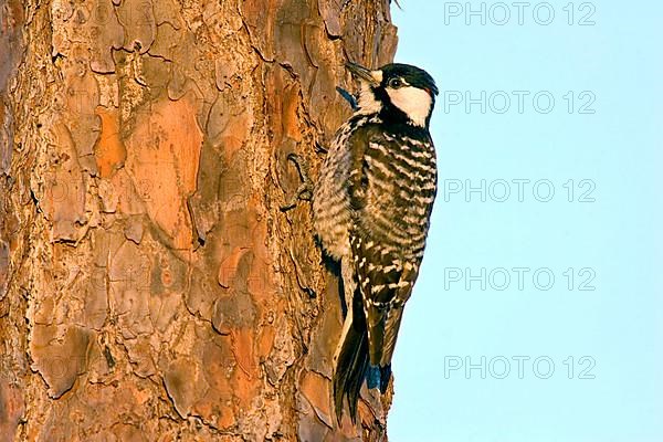 Red-cockaded Woodpecker