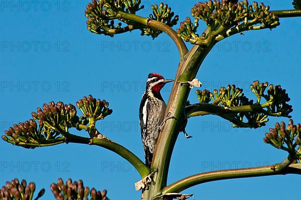 Red-naped sapsucker