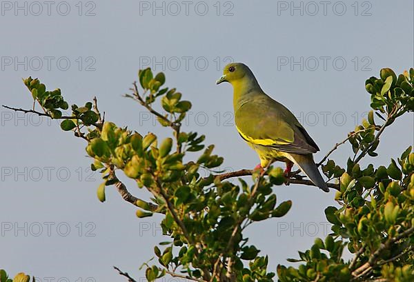 Orange-breasted Green Pigeon